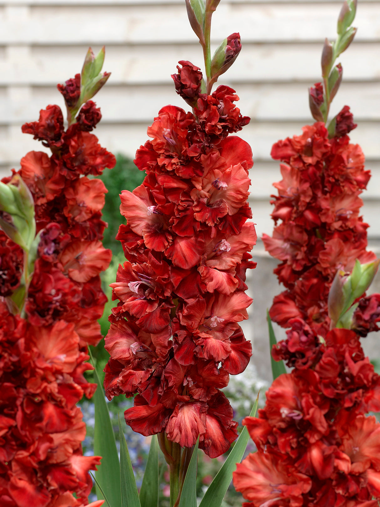 Gladiolus Cherry Cola