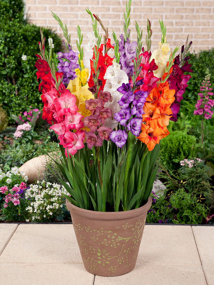 Gladiolus Mix - Rock a Bye Baby