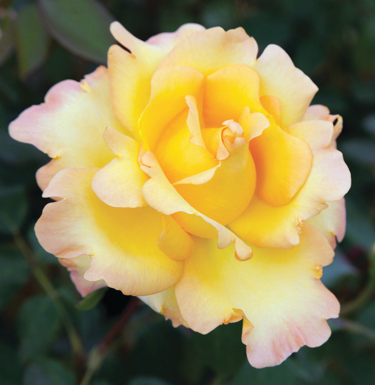 Star Rose - Gold Struck