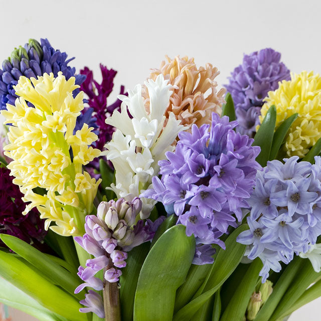 Hyacinth Carnival Mix