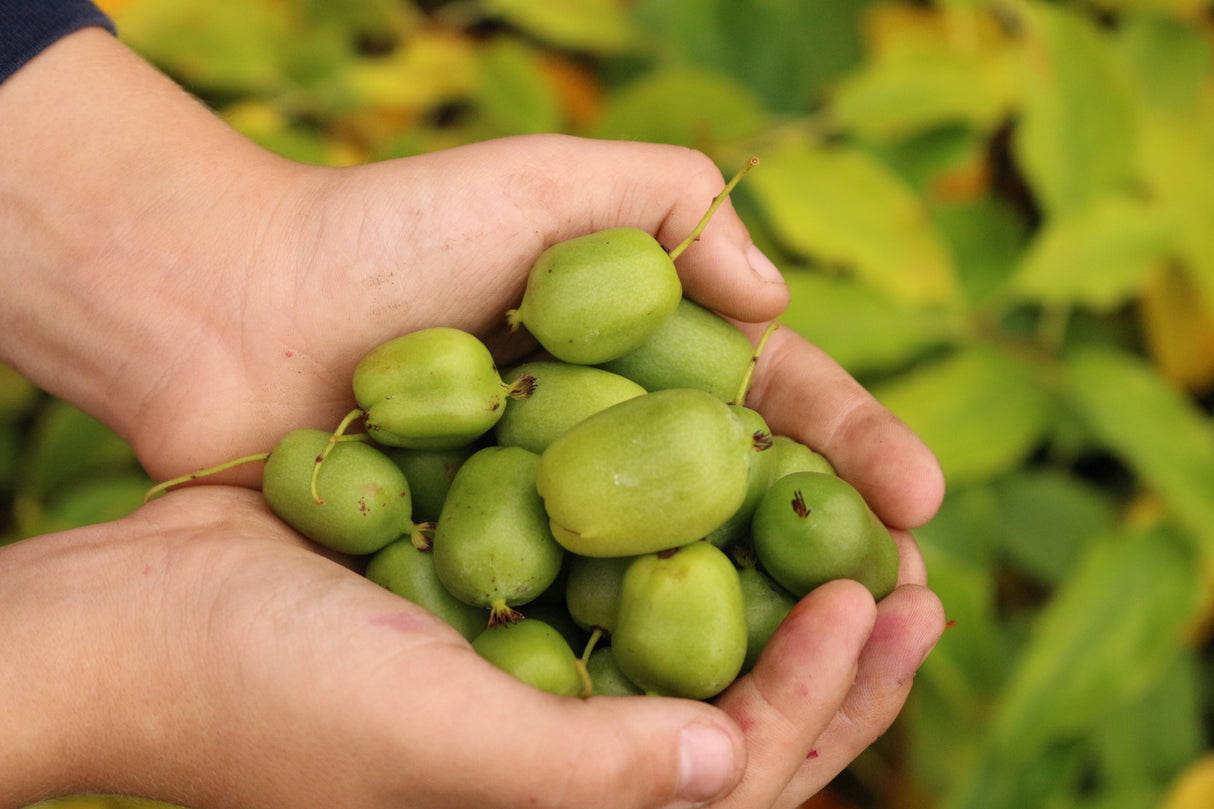 Hardy Kiwi Issai