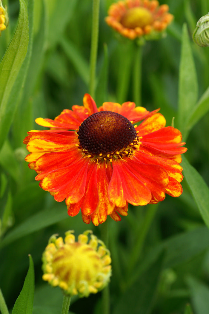 Helenium Sahin's Early