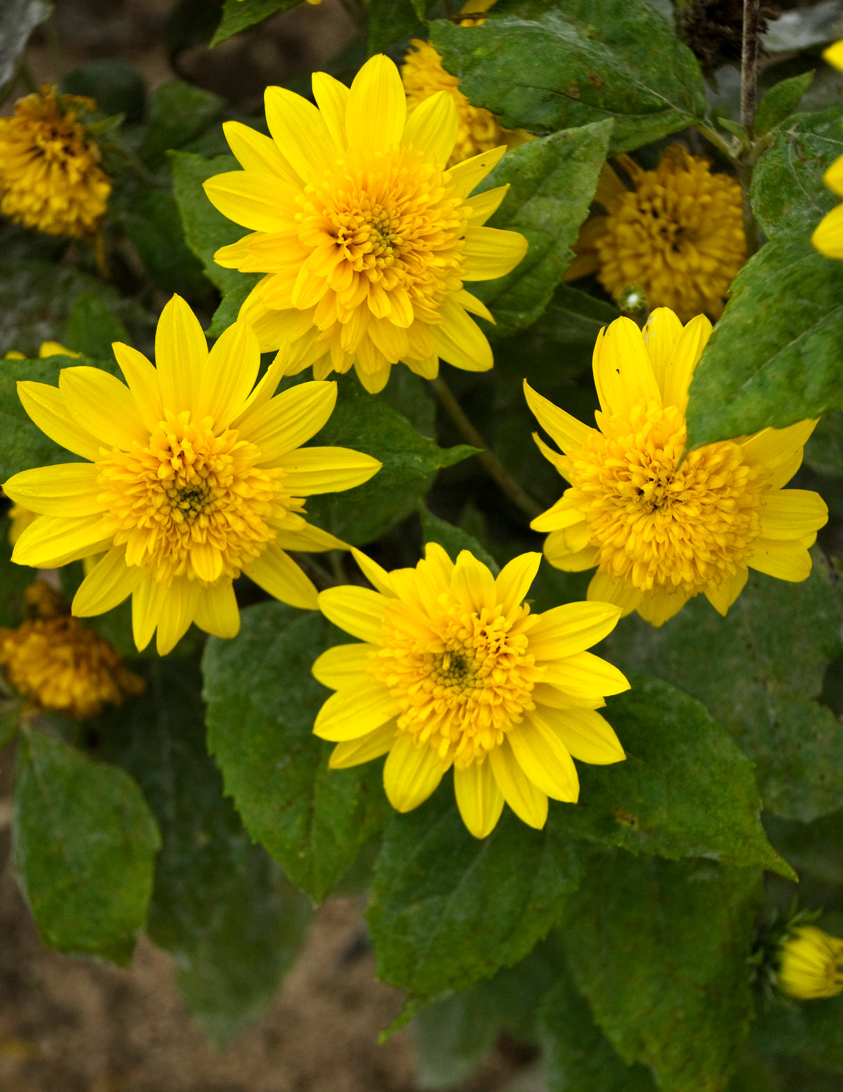Helianthus Happy Days