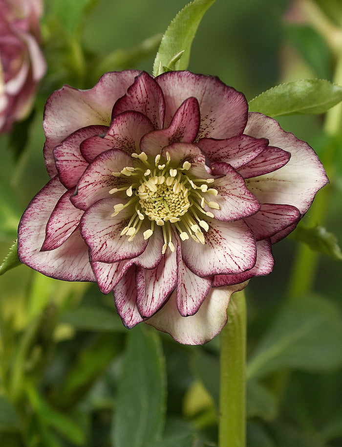 Helleborus Double Ellen Picotee