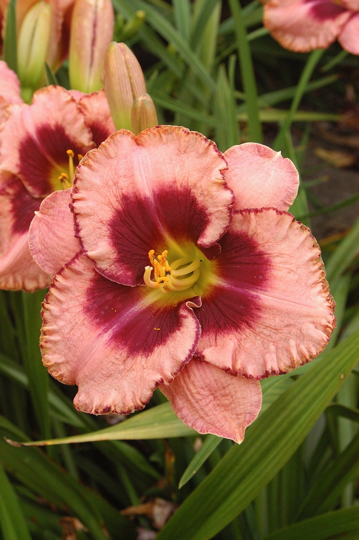 Hemerocallis Daring Deception
