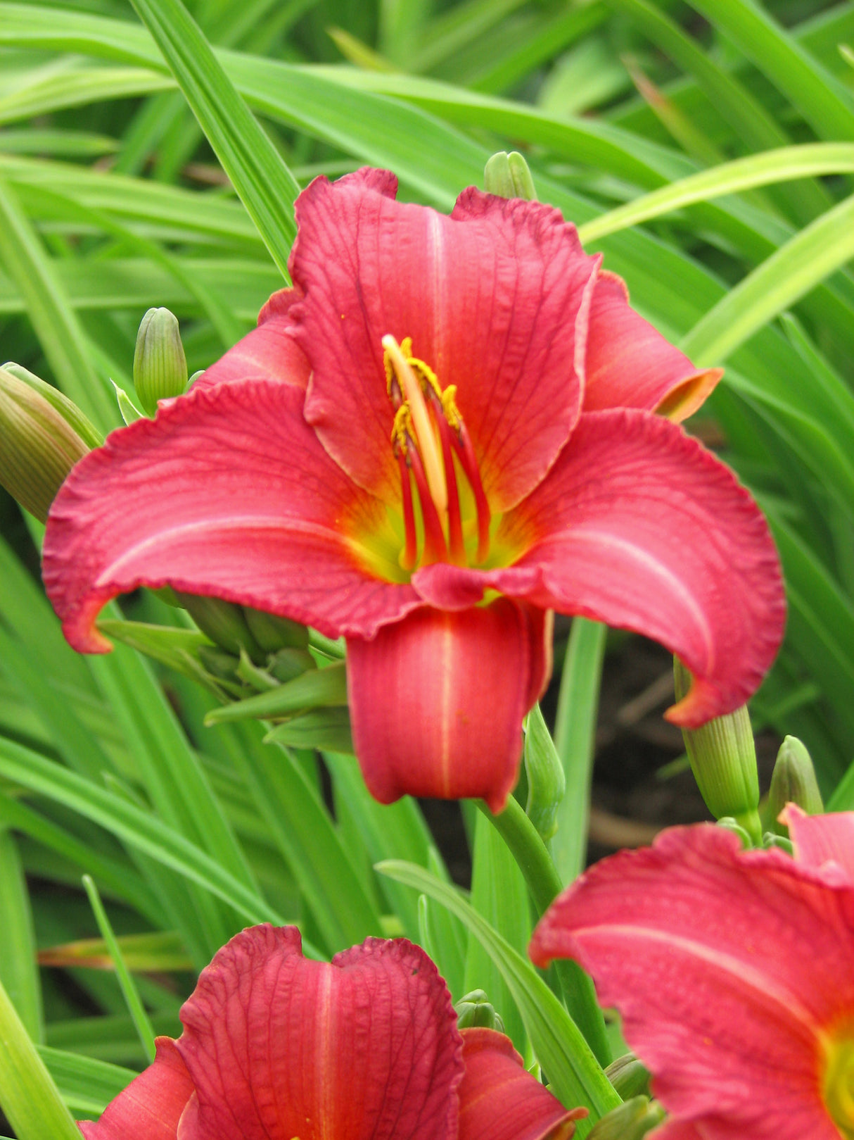 Hemerocallis Ruby Stella