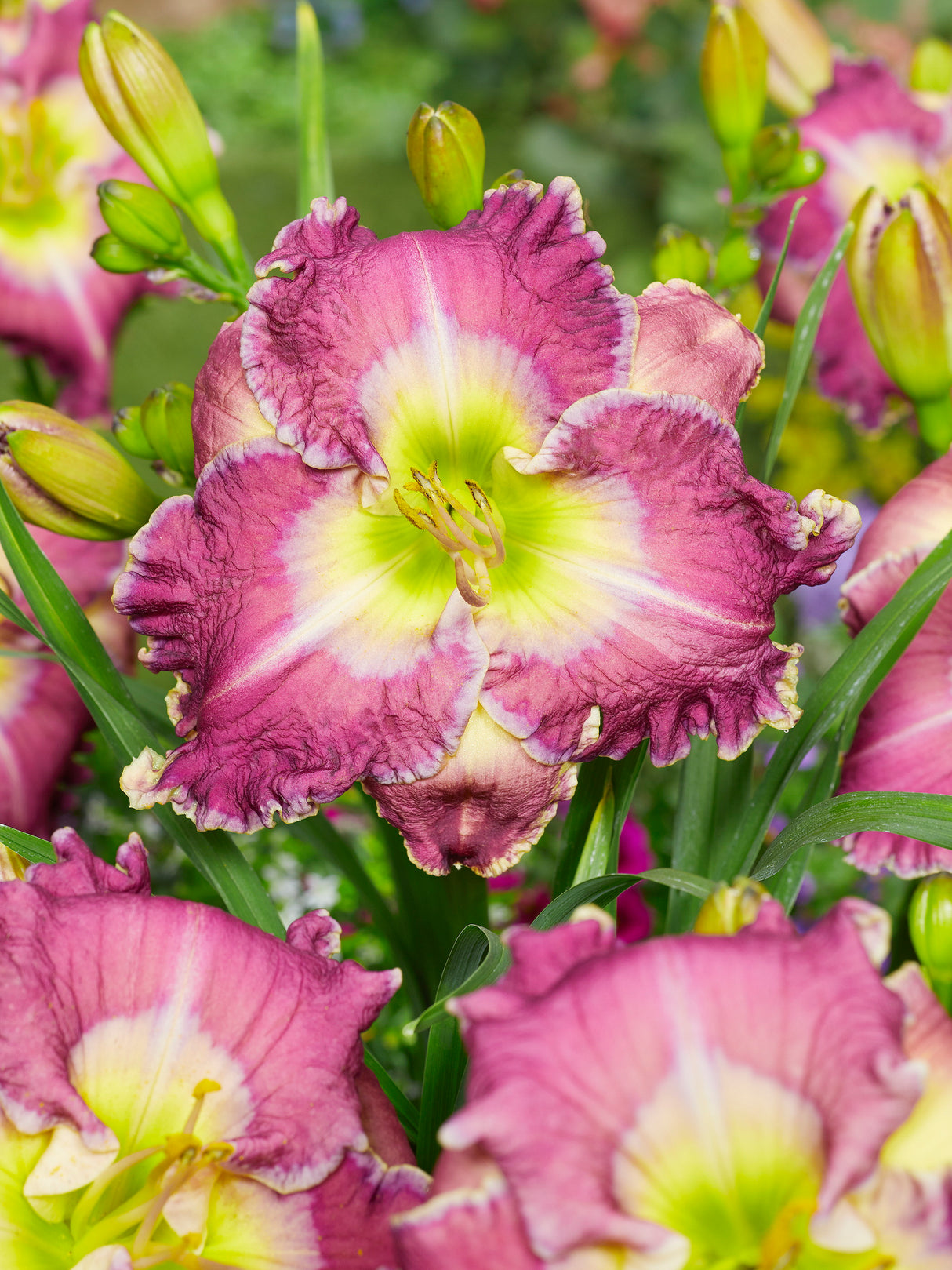 Hemerocallis Ring the Bells of Heaven