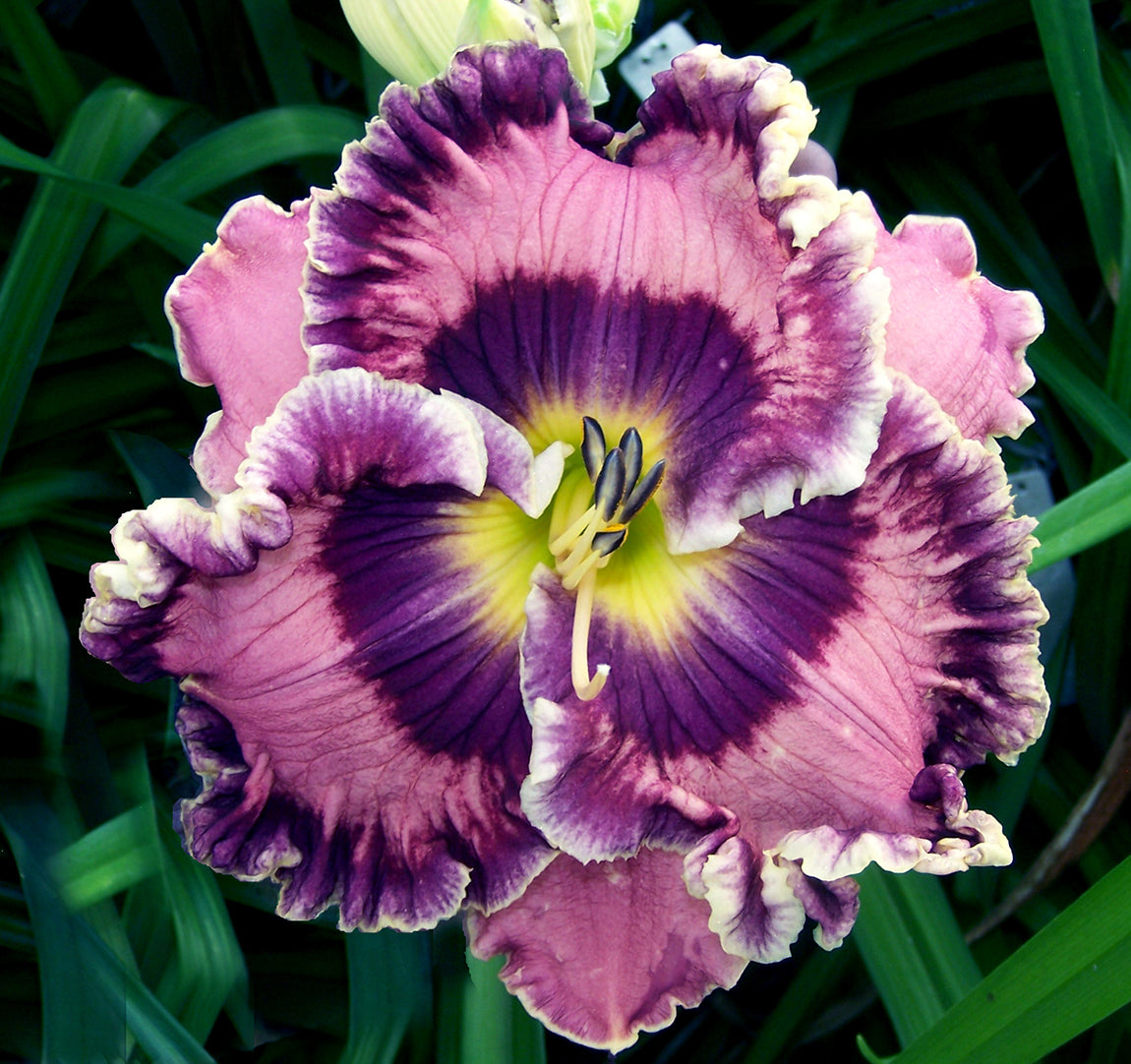 Hemerocallis Born in California