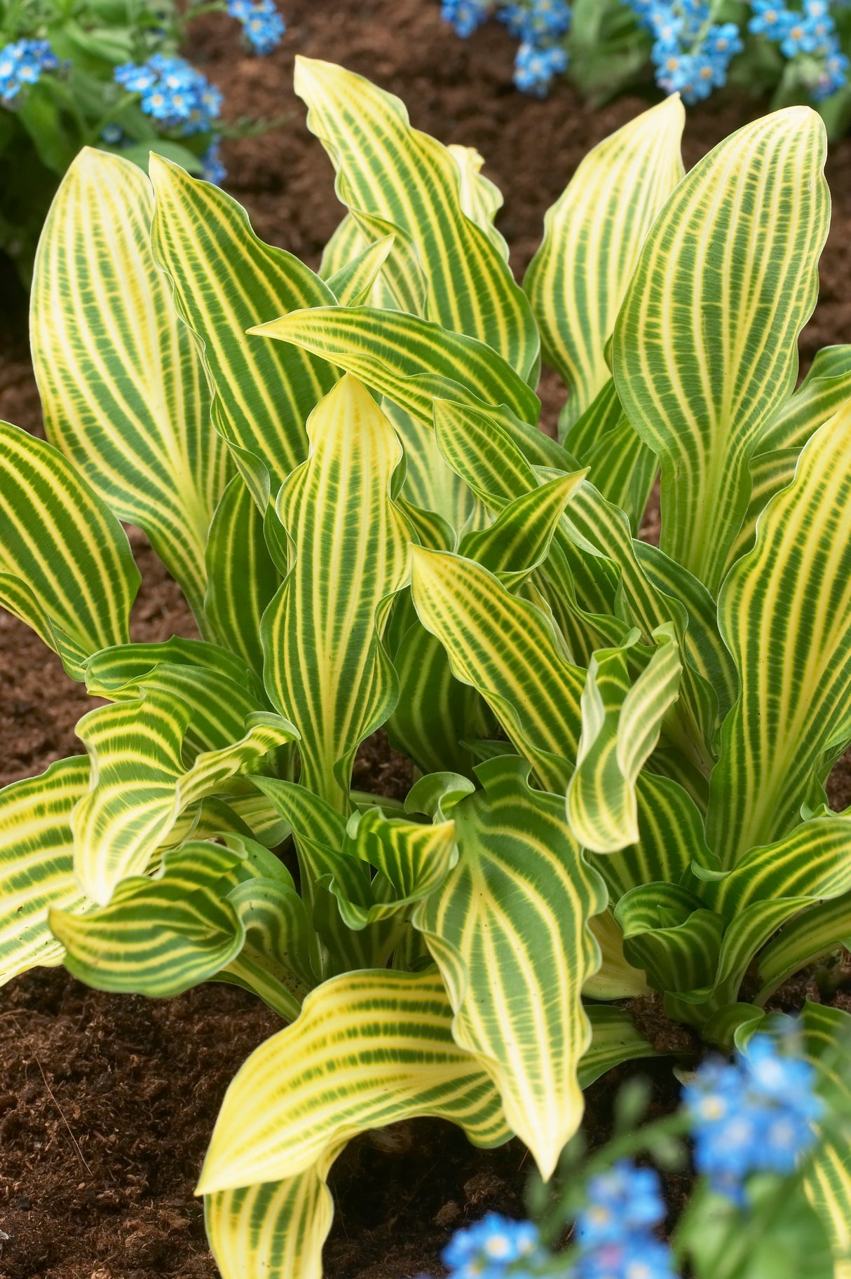 Hosta Siberian Tiger