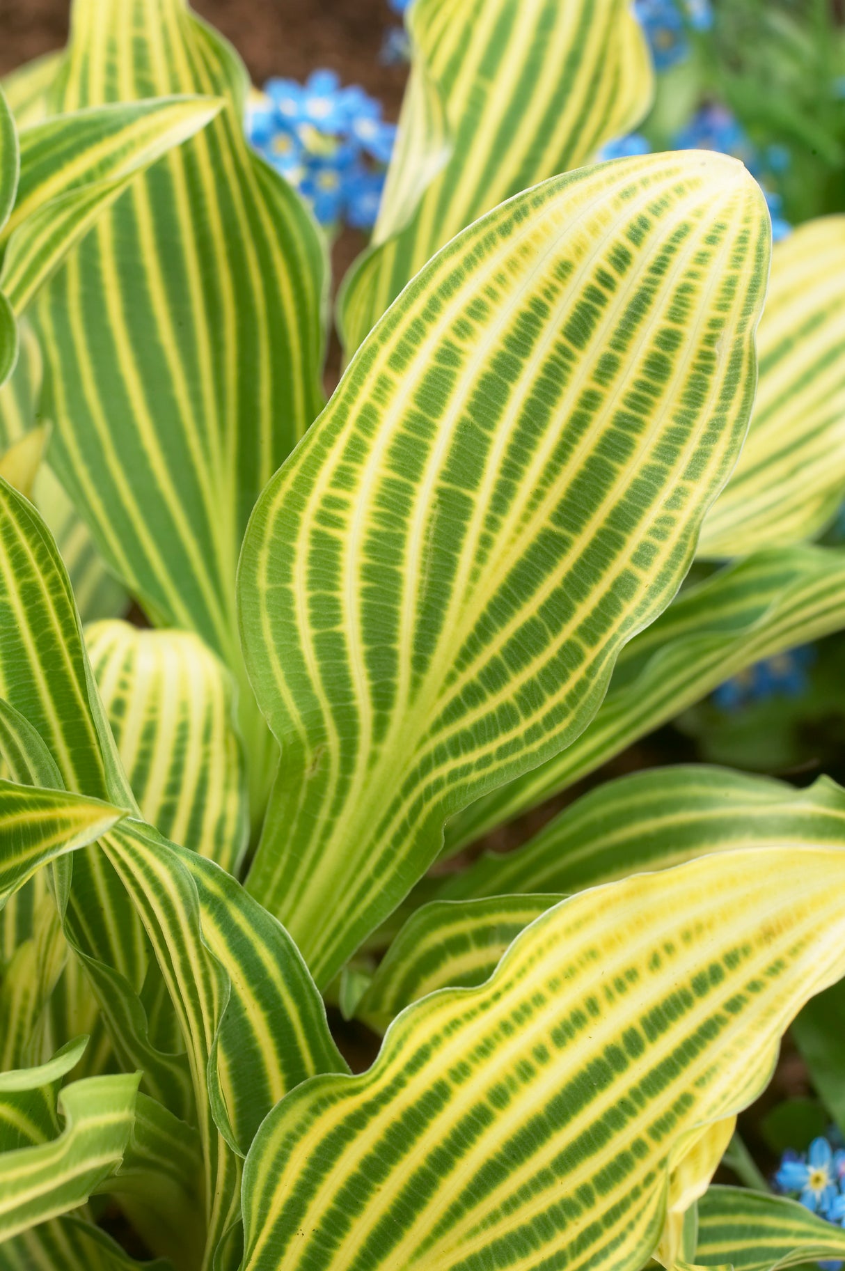 Hosta Siberian Tiger