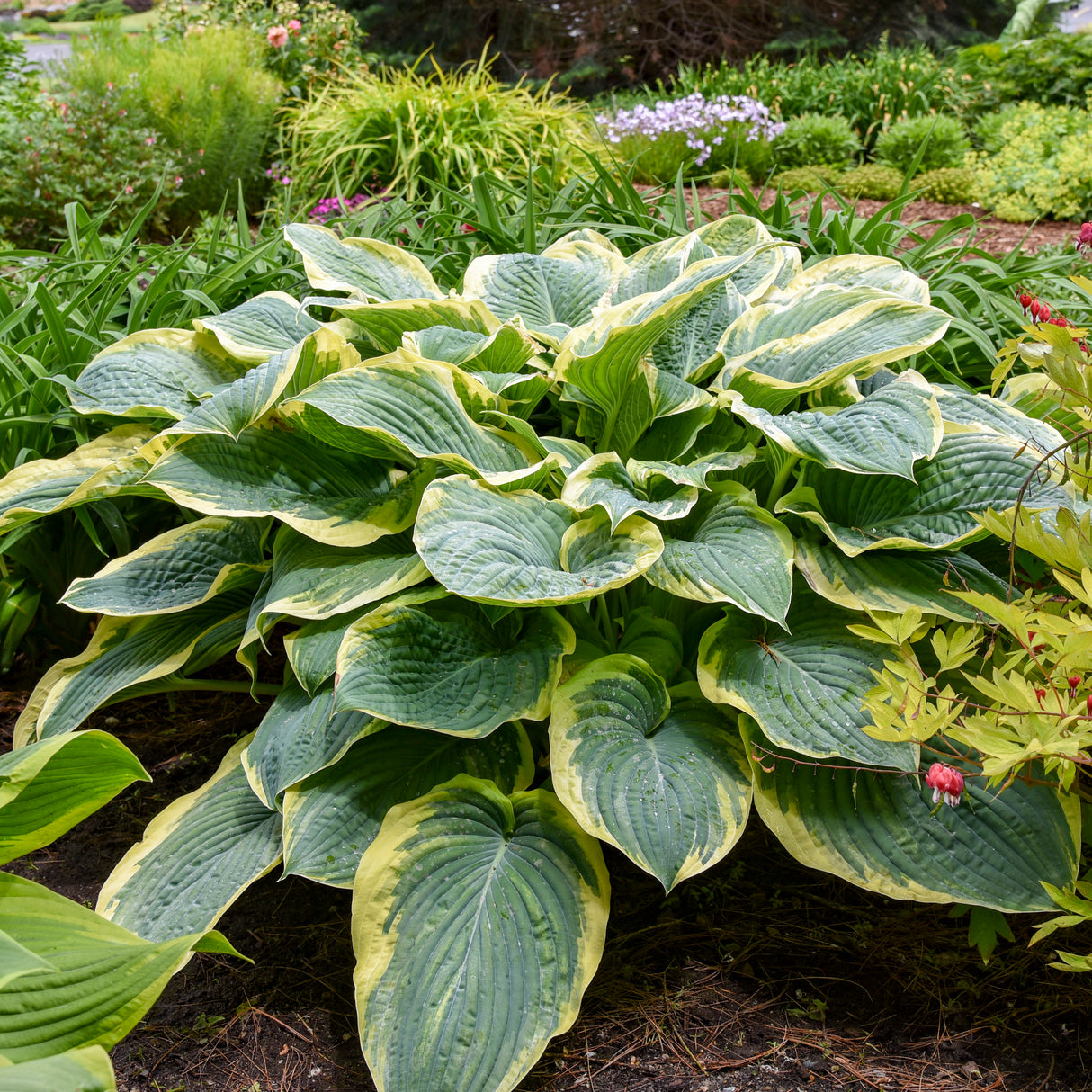 Hosta Gigantosaurus (Proven Winners)