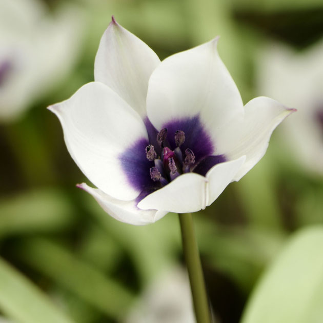 Tulip Humilis Alba Coerulea Oculata