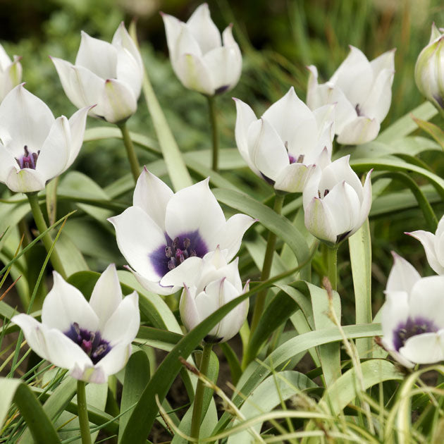 Tulip Humilis Alba Coerulea Oculata
