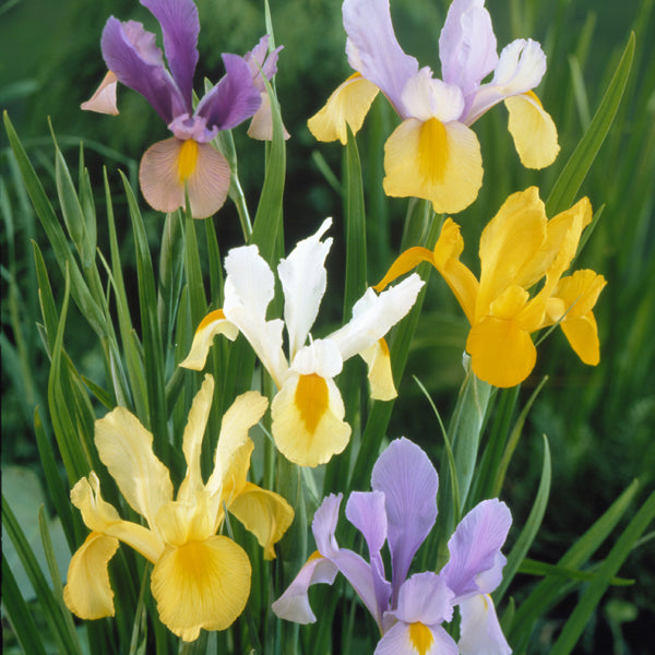 Iris Spring Mix