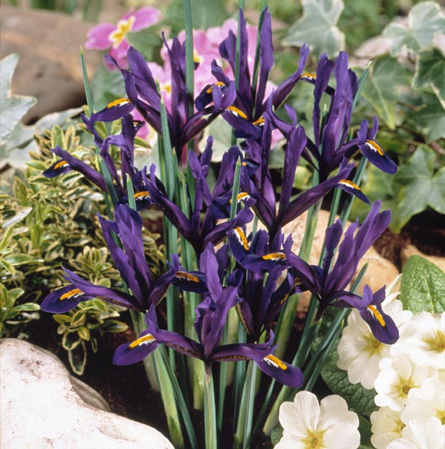 Iris reticulata J.S. Dijt
