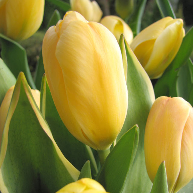 Tulip Jaap Groot