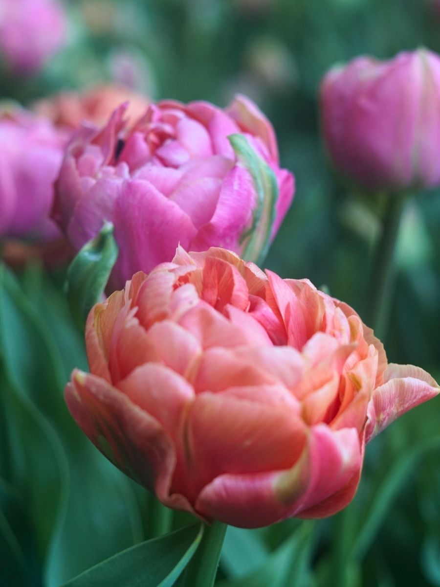 Mixed Tulip - Dancing Queen