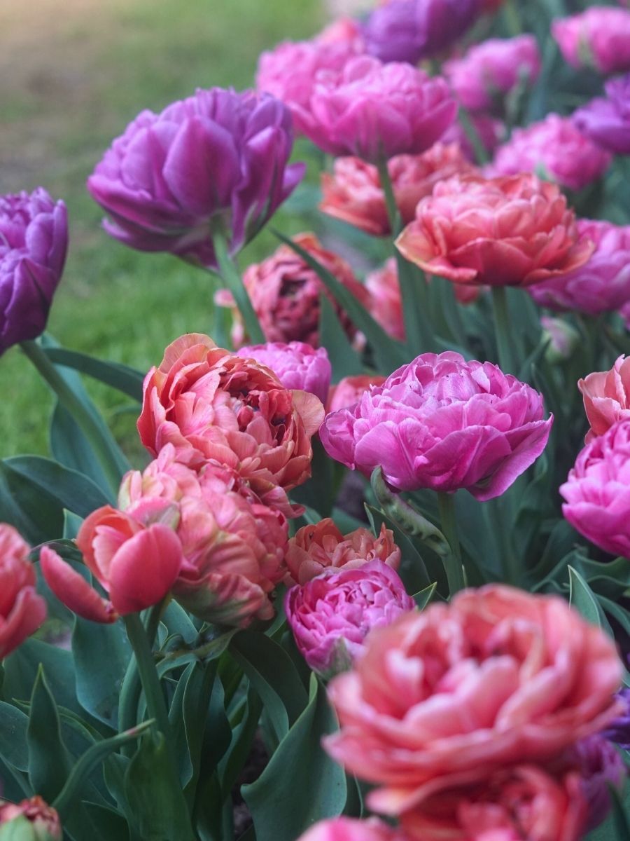 Mixed Tulip - Dancing Queen