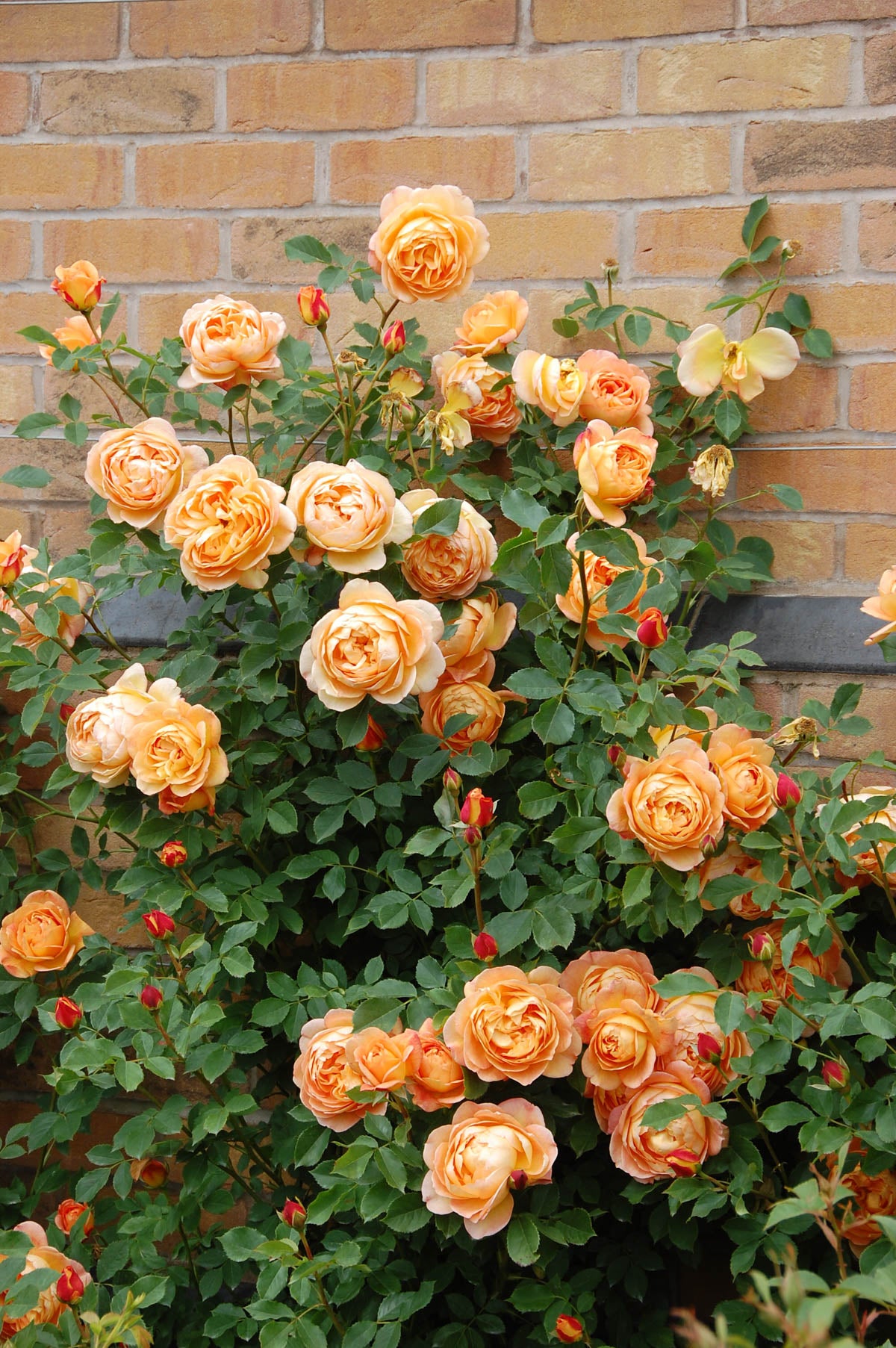 David Austin Rose - Lady of Shallott