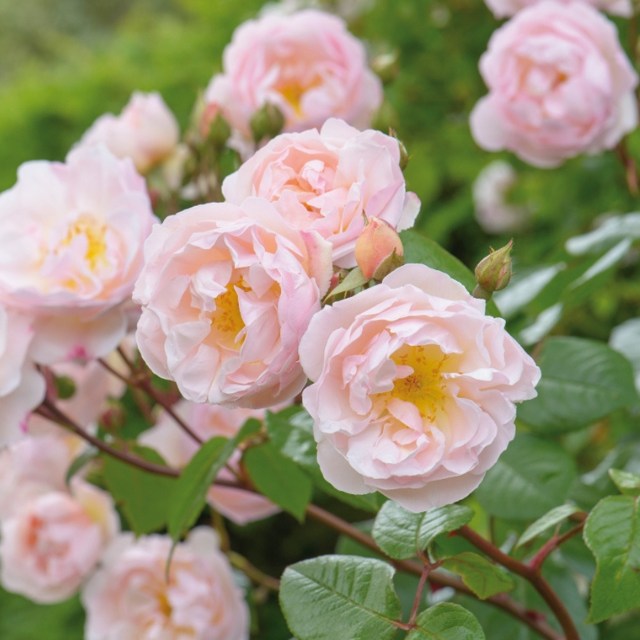 David Austin Rose - The Lady of the Lake