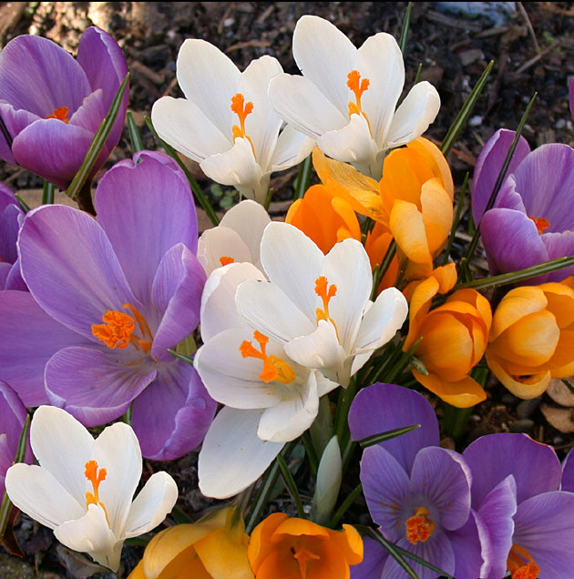 Large Flowering Crocus Mix