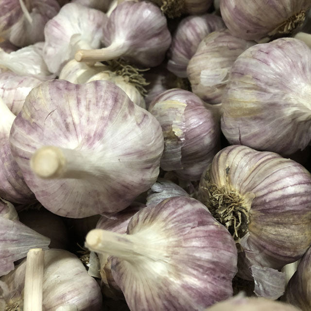 Garlic Legacy