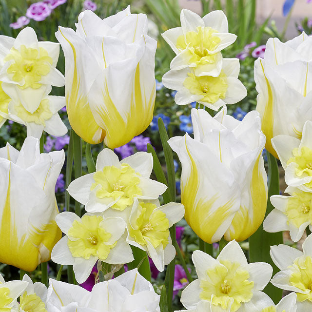 Mixed Narcissus Tulip - Buttercream Blooms