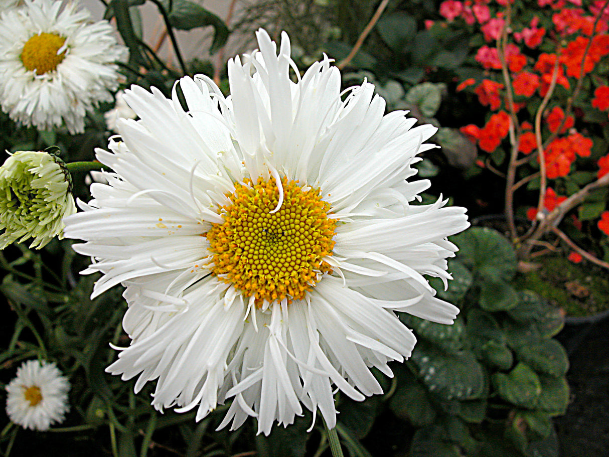 Leucanthemum Crazy Daisy