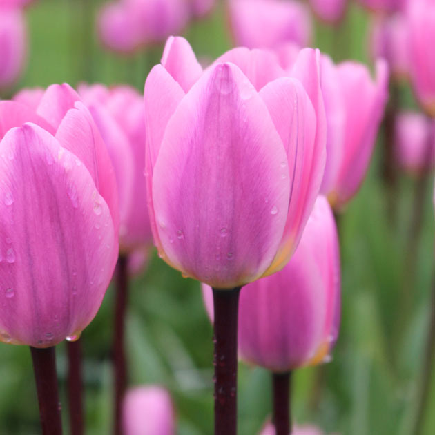 Tulip Light and Dreamy