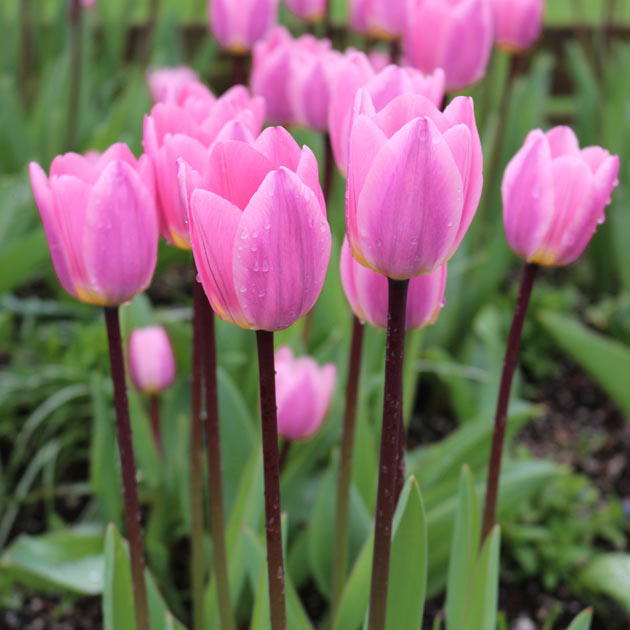 Tulip Light and Dreamy