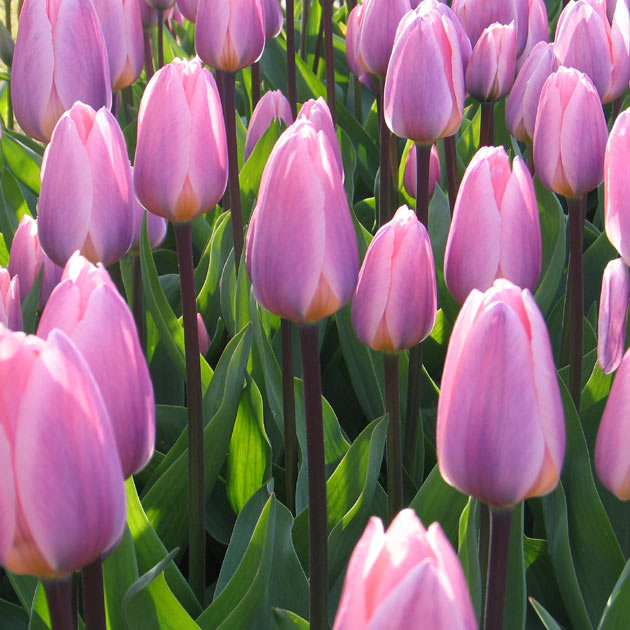 Tulip Light and Dreamy