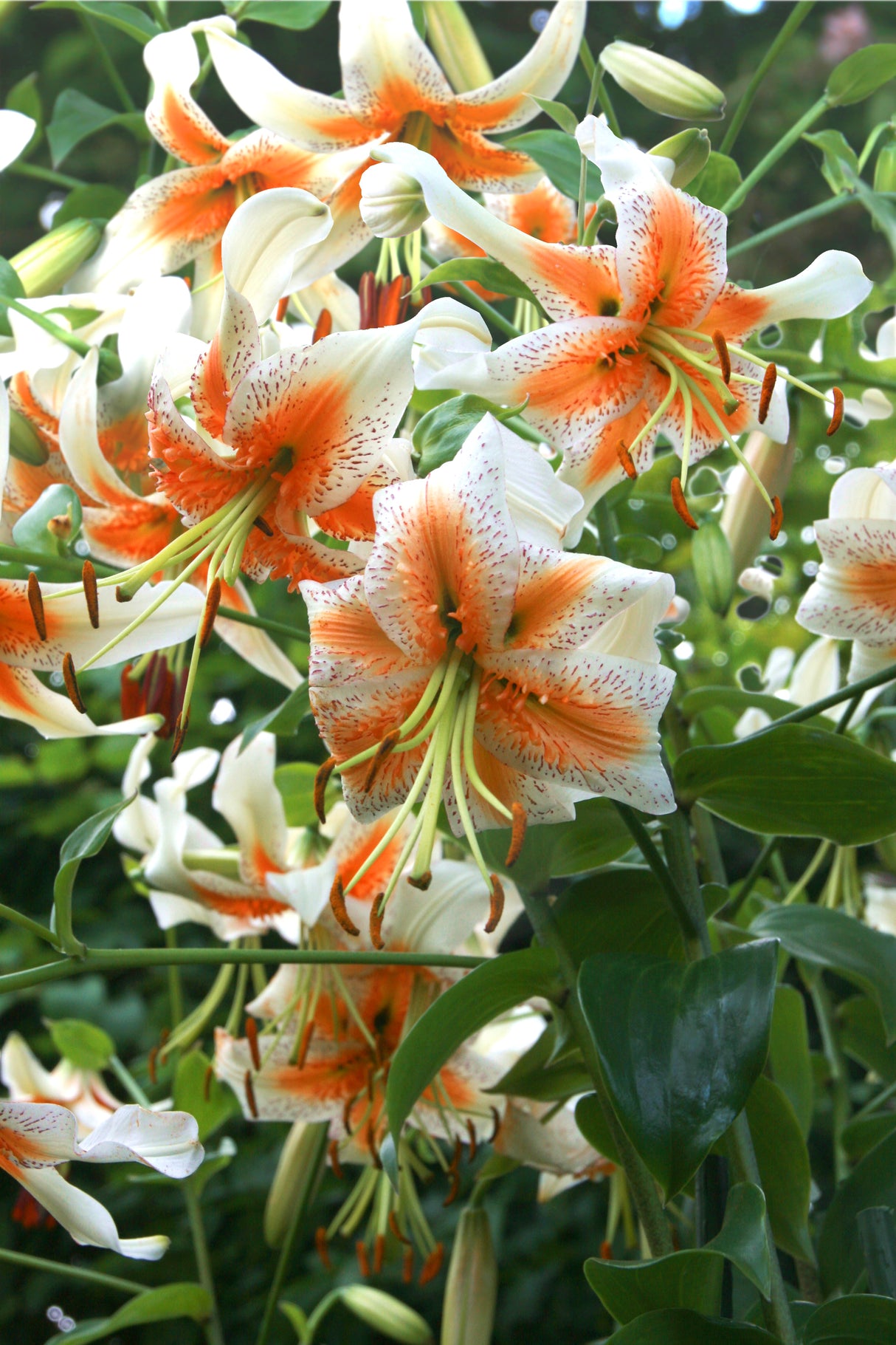 Lily Lady Alice