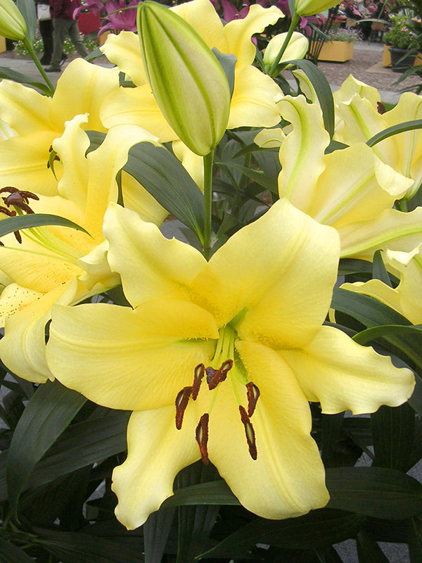 Lily Outback