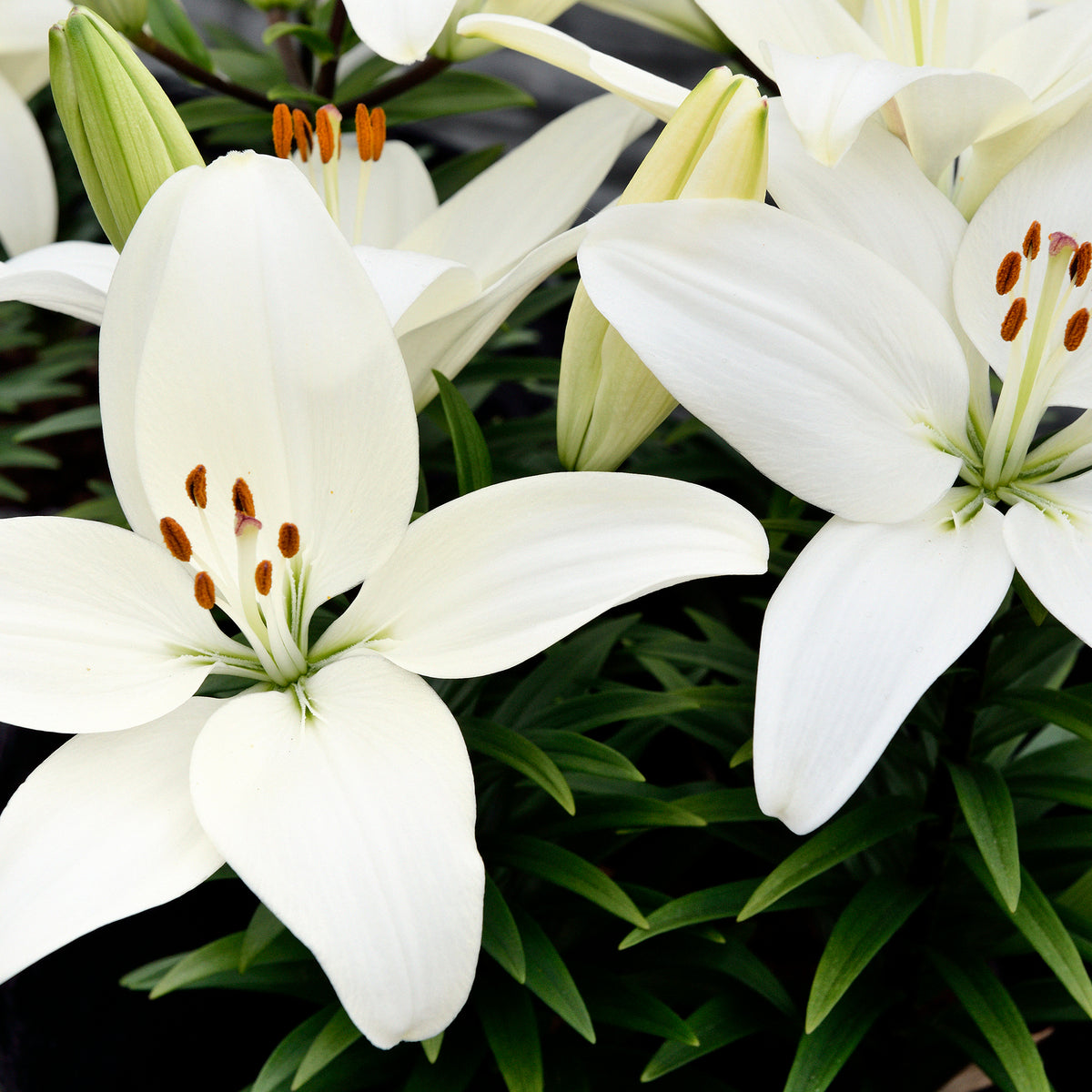 small white lily Lily Tiny Crystal – Coast Farms