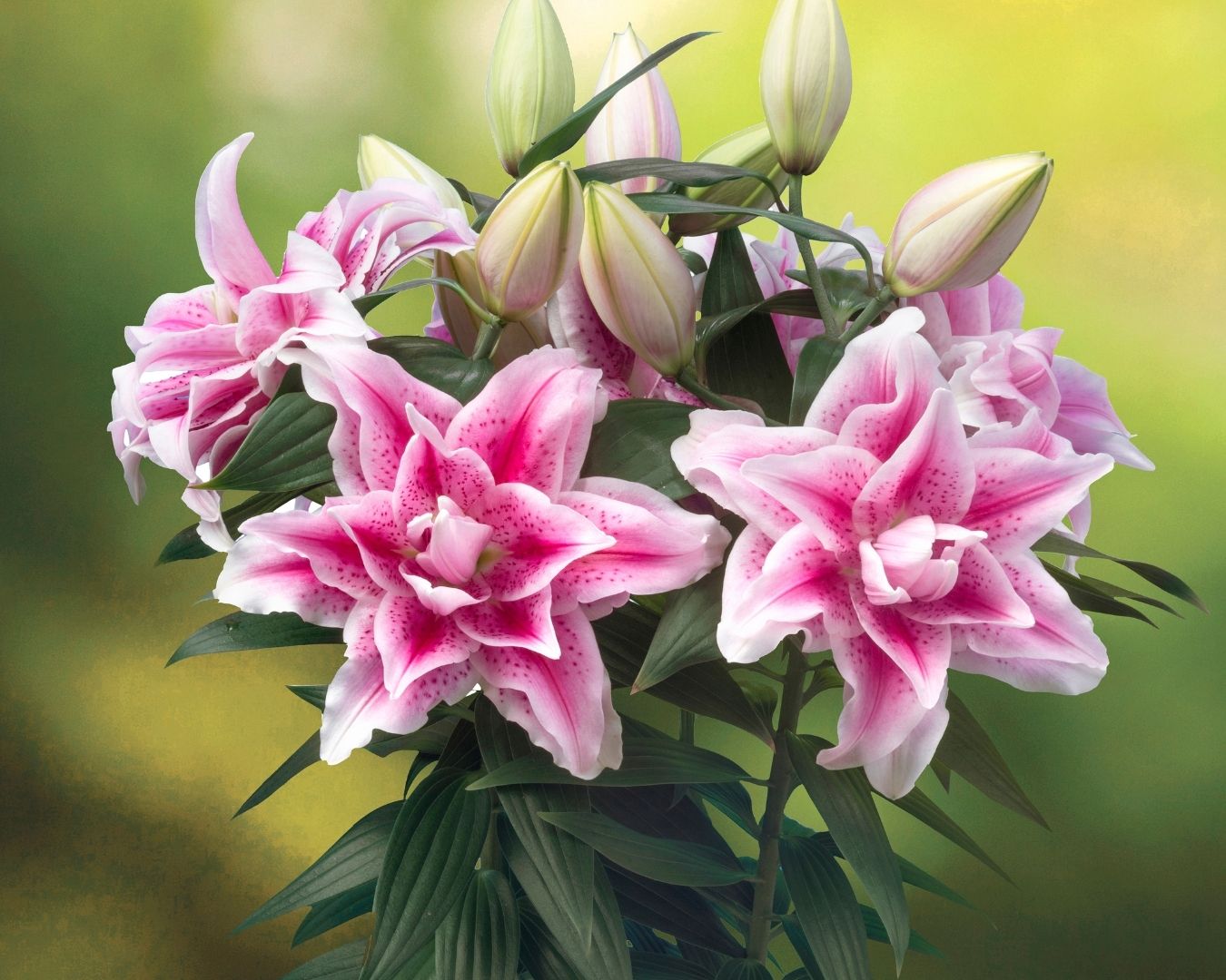 Lily Roselily Nowa – Coast Farms