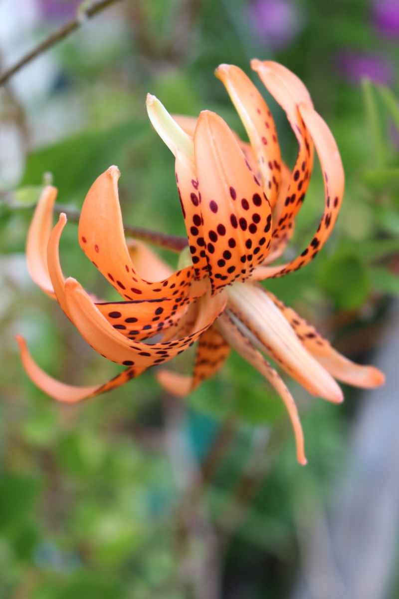Lily Tigrinum Flore Pleno