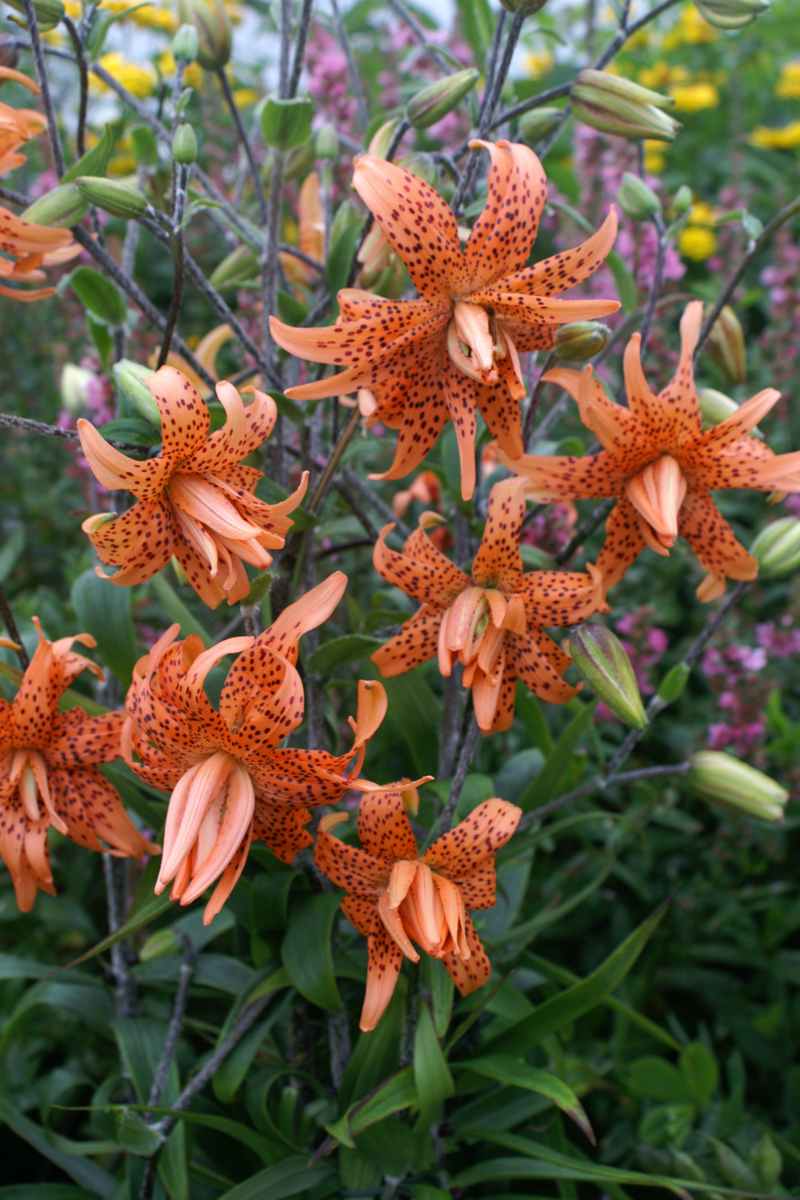 Lily Tigrinum Flore Pleno