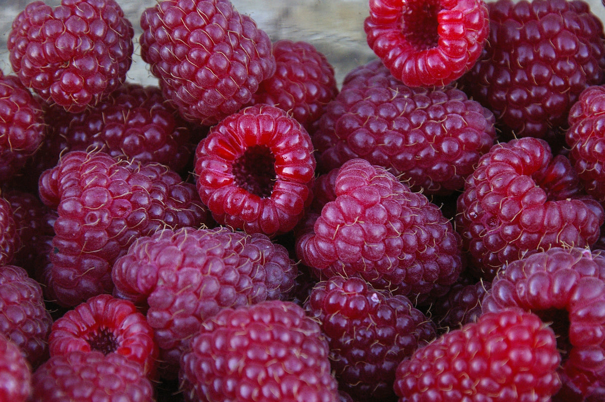Loganberry