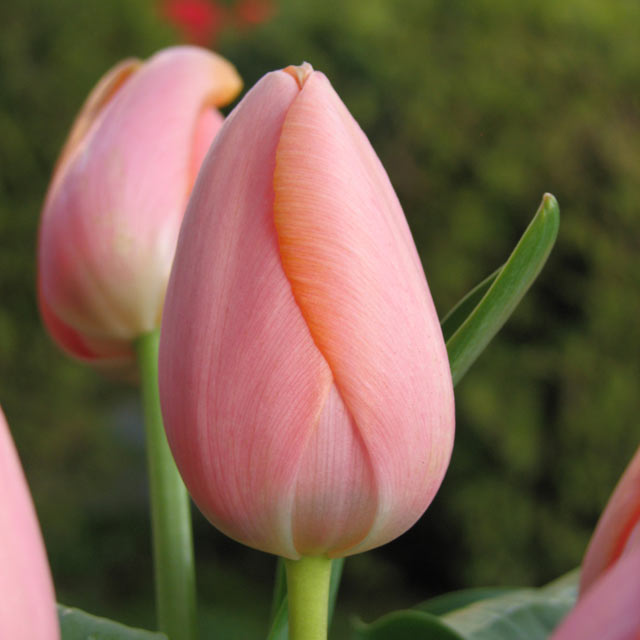 Tulip Menton