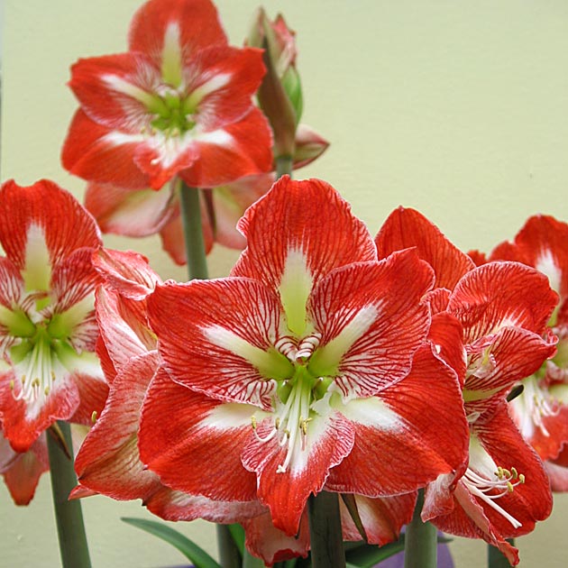 Amaryllis Minerva Mammoth
