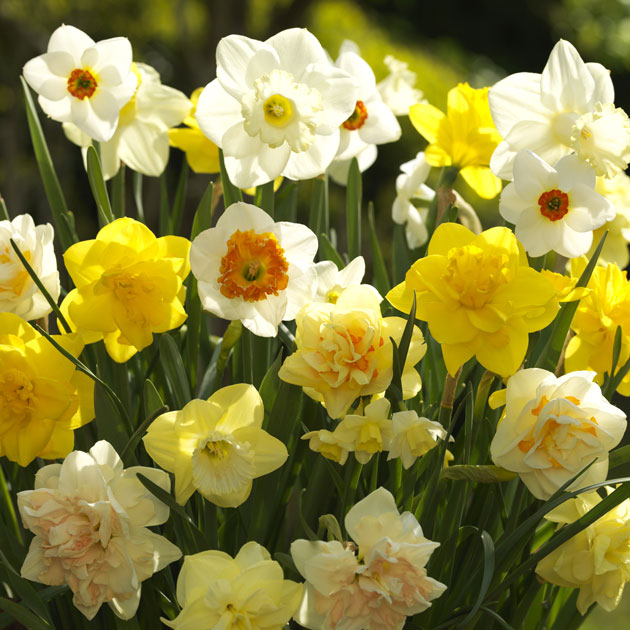 Narcissus Mix