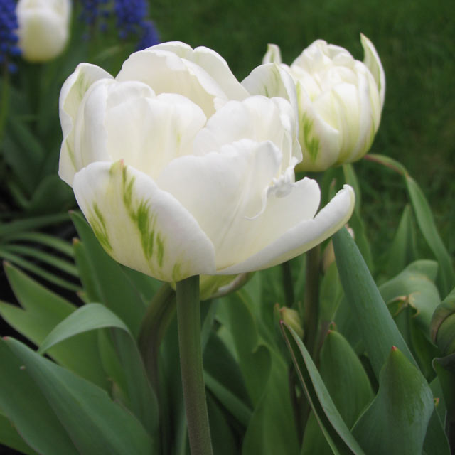 Tulip Mondial