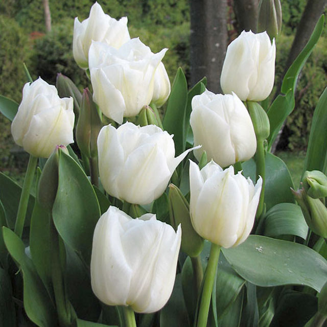 Tulip Mondial