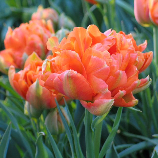 Tulip Monte Orange