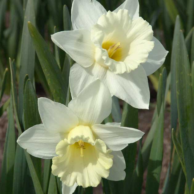 Narcissus Mount Hood