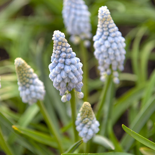 Muscari Baby's Breath