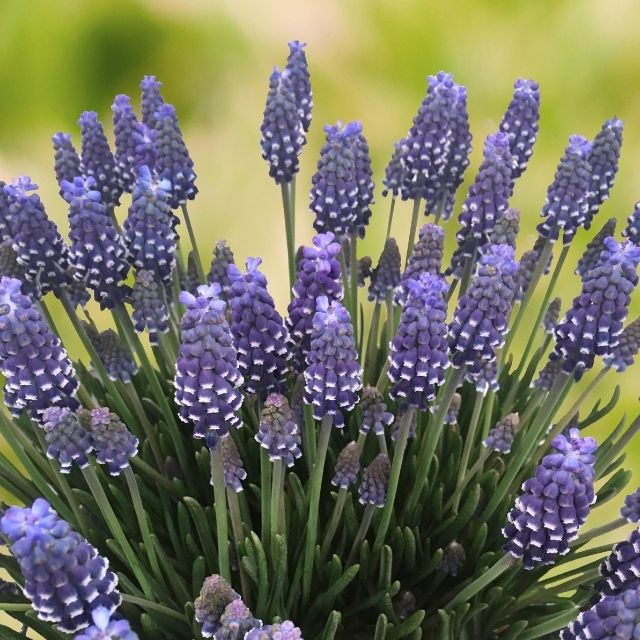 Muscari Night Eyes