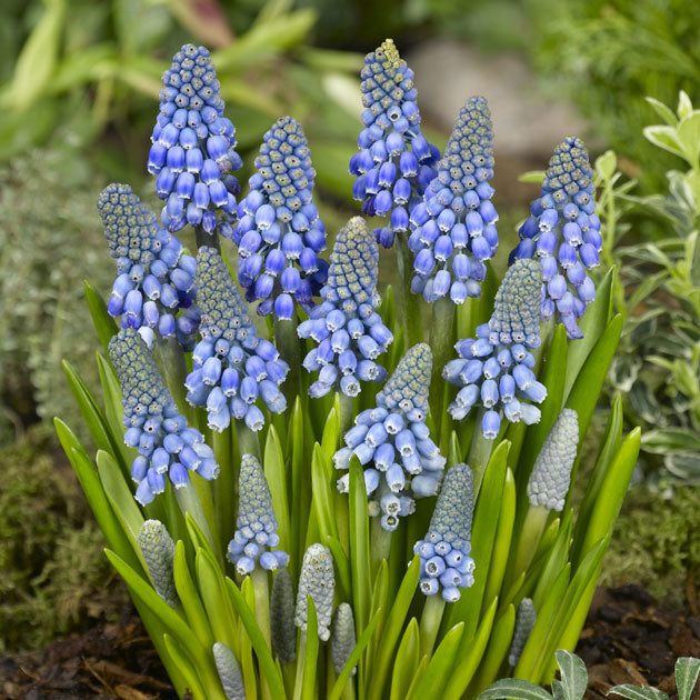 Muscari Big Smile
