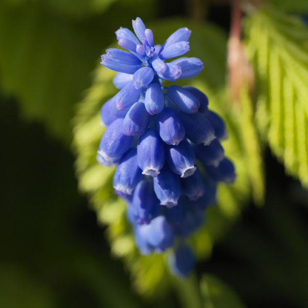 Muscari Armeniacum Blue