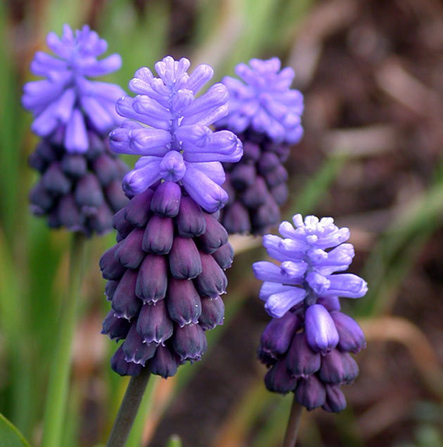 Muscari latifolium